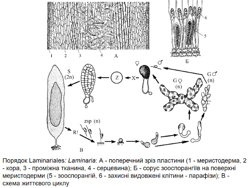 Порядок Laminariales: Laminaria: А - поперечний зріз пластини (1 - меристодерма, 2 - кора,